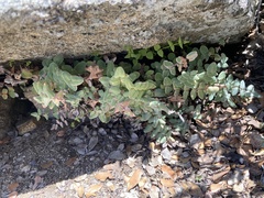 Pellaea bridgesii