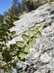 Pellaea bridgesii