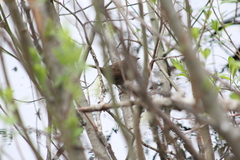 Melospiza melodia morphna