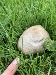 Pluteus cervinus cervinus