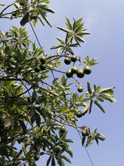 Persea americana