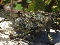 Amphipsalta cingulata