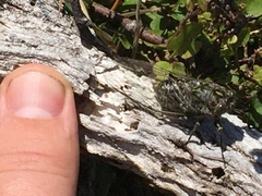 Amphipsalta cingulata