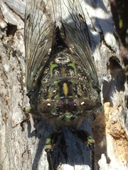 Amphipsalta cingulata