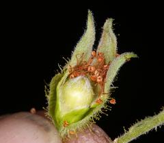 Chamaebatia foliolosa