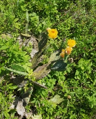 Opuntia anahuacensis