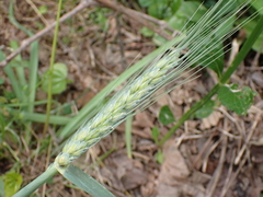 Triticum aestivum