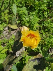 Opuntia anahuacensis