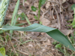 Triticum aestivum