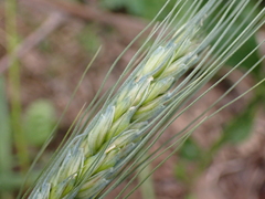 Triticum aestivum