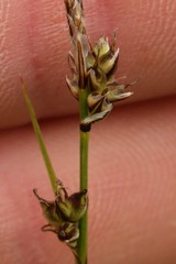 Carex rossii