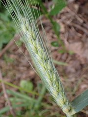 Triticum aestivum