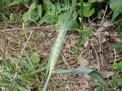 Triticum aestivum
