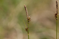 Carex rossii