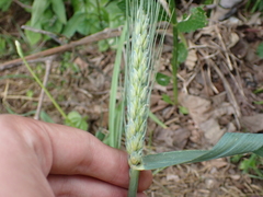 Triticum aestivum