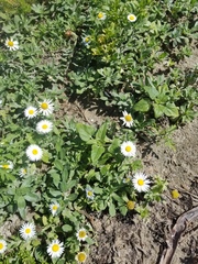 Aphanostephus skirrhobasis thalassius