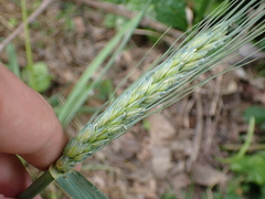 Triticum aestivum