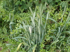 Triticum aestivum