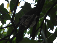 Columbina inca
