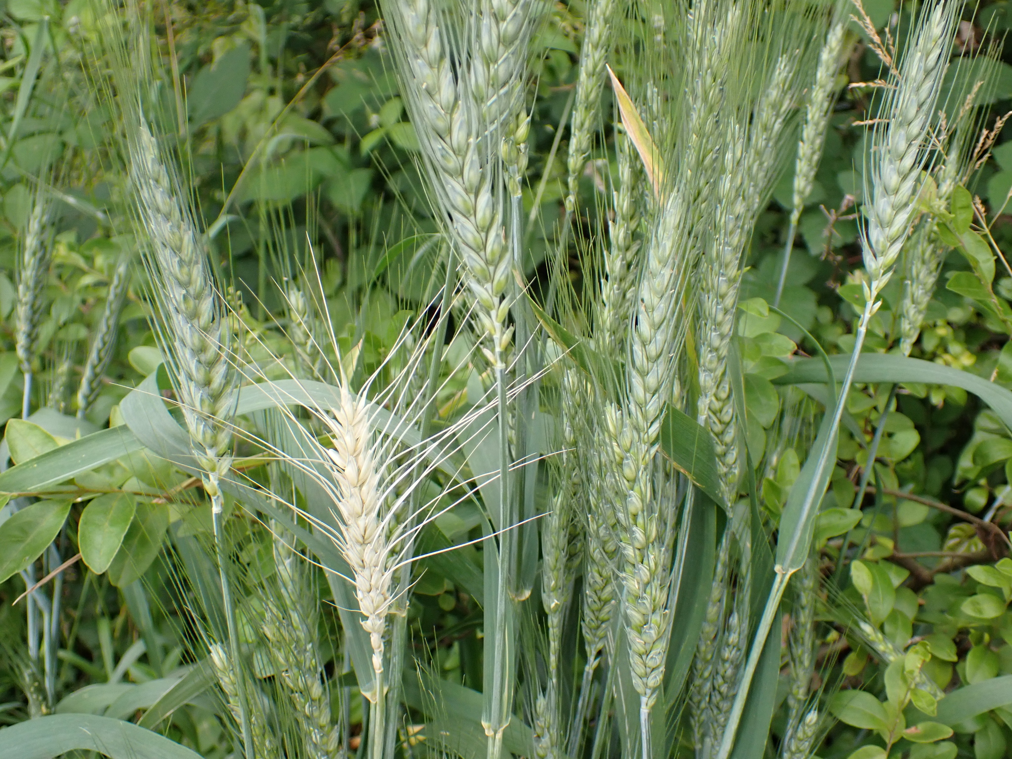 Bread Wheat (Triticum aestivum)  iNaturalist
