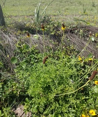 Ratibida peduncularis