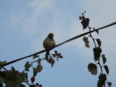 Passeriformes