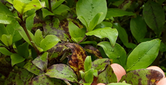Coprosma tenuifolia