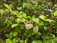 Coprosma tenuifolia