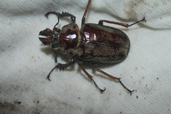 Sphaenognathus feisthamelii