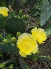 Opuntia bentonii