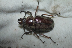 Sphaenognathus feisthamelii