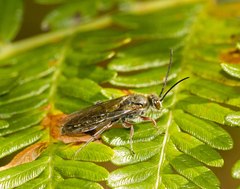 Thynnoidea