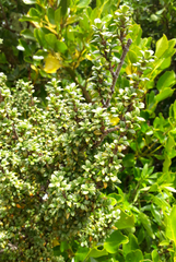 Coprosma pseudocuneata