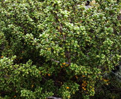 Coprosma pseudocuneata