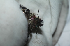 Sphaenognathus feisthamelii