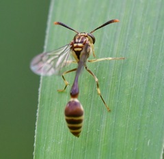 Liostenogaster varipicta