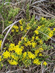 Hudsonia tomentosa tomentosa