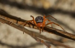 Ambicodamus crinitus