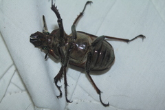 Sphaenognathus feisthamelii