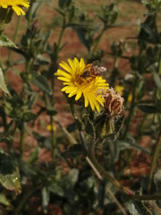 Apis mellifera