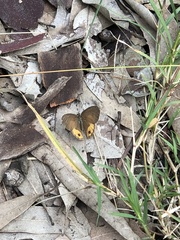 Hypocysta pseudirius