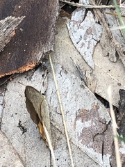 Hypocysta pseudirius