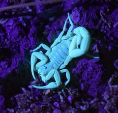 Centruroides suffusus