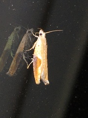 Pseudexentera costomaculana