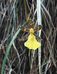Oncidium graminifolium