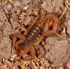 Centruroides suffusus
