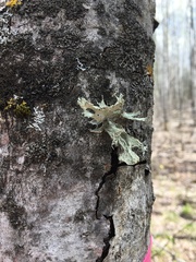 Ramalina sinensis