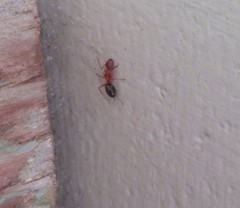 Camponotus floridanus