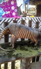 Dasypus