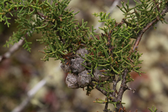 Cupressus pygmaea